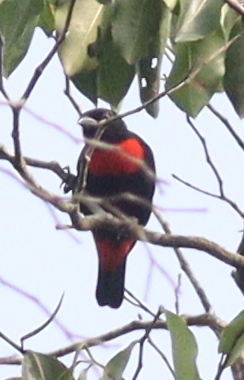 Red-vented Malimbe (Malimbus scutatus), photo 3