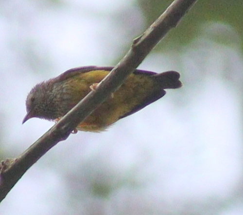 Tit Hylia (Pholidornis rushiae), photo 8
