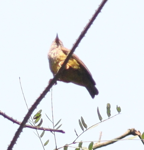 Tit Hylia (Pholidornis rushiae), photo 6