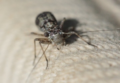 Mesopsocus unipunctatus
