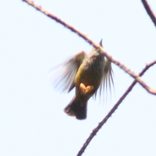 Tit Hylia (Pholidornis rushiae), photo 4