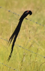 Euplectes progne