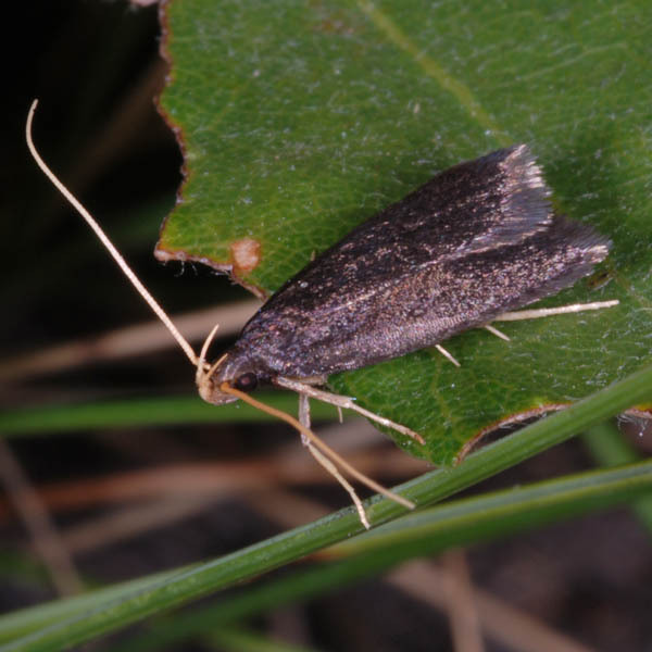 Homaloxestis briantiella