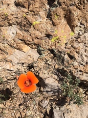 Calochortus kennedyi kennedyi