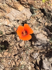 Calochortus kennedyi kennedyi
