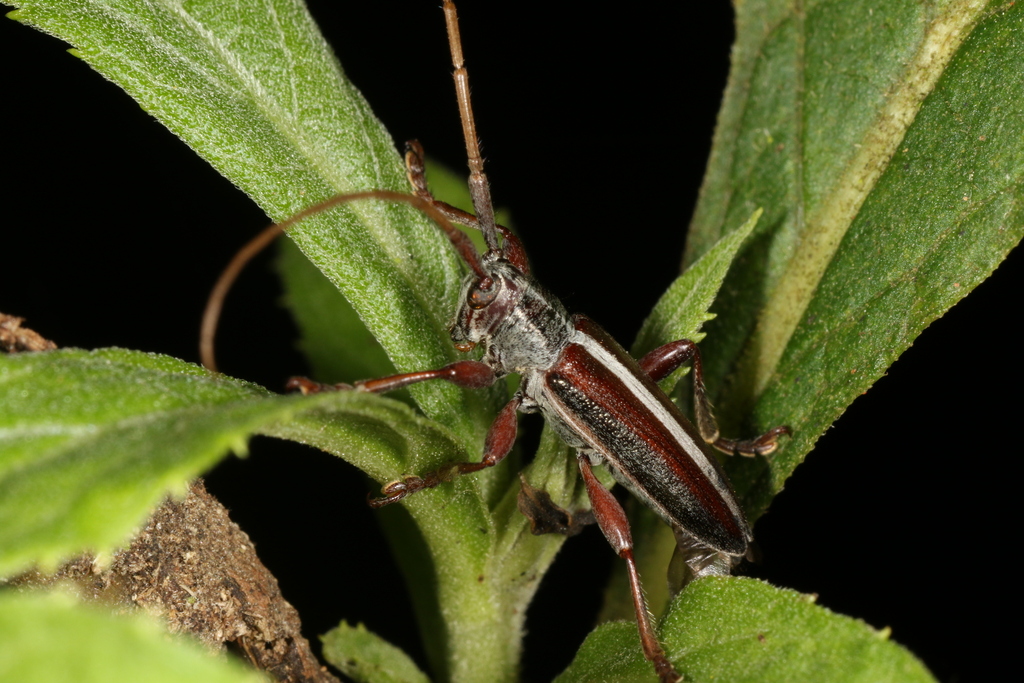 Onocephala thomsoni