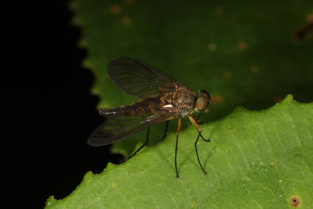 Chrysopilus plaumanni