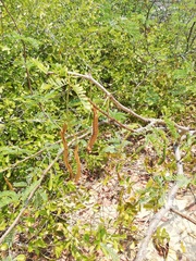 Chloroleucon mangense