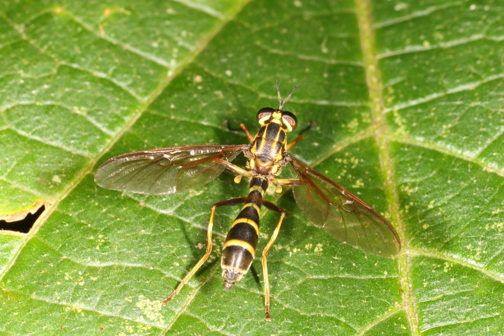 Acrochaeta polychaeta