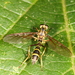 Acrochaeta polychaeta - Photo (c) Bruno Henrique Aranda, algunos derechos reservados (CC BY), subido por Bruno Henrique Aranda