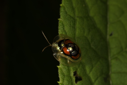Plagiometriona dorsosignata