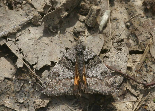 Boudinotiana notha