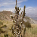 Clinopodium bolivianum - Photo (c) Alfredo F. Fuentes Claros, algunos derechos reservados (CC BY-NC), subido por Alfredo F. Fuentes Claros