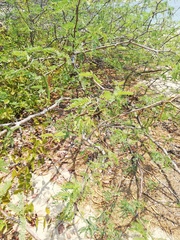 Chloroleucon mangense