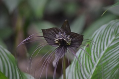 Tacca