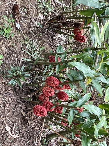 Foto de Gengibre-concha
