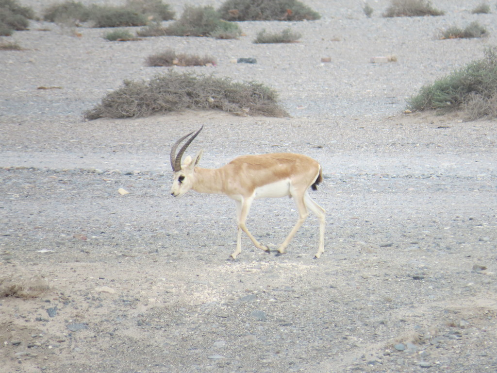 Sand Gazelle (Gazella marica) - Know Your Mammals