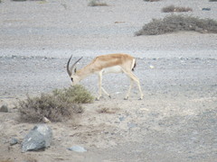 Gazella marica