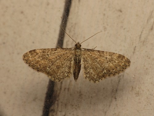 Common Pug