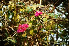 Bougainvillea