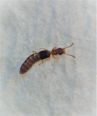 Zeoleusis virgula