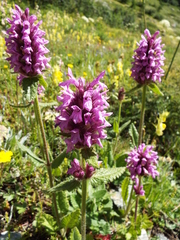 Betonica hirsuta
