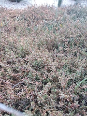 Suaeda novae-zelandiae