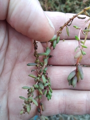 Suaeda novae-zelandiae