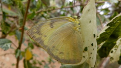 Catopsilia pomona