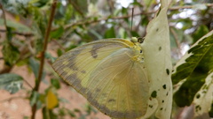 Catopsilia pomona