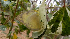 Catopsilia pomona