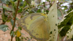 Catopsilia pomona