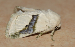 Afraltha chionostola