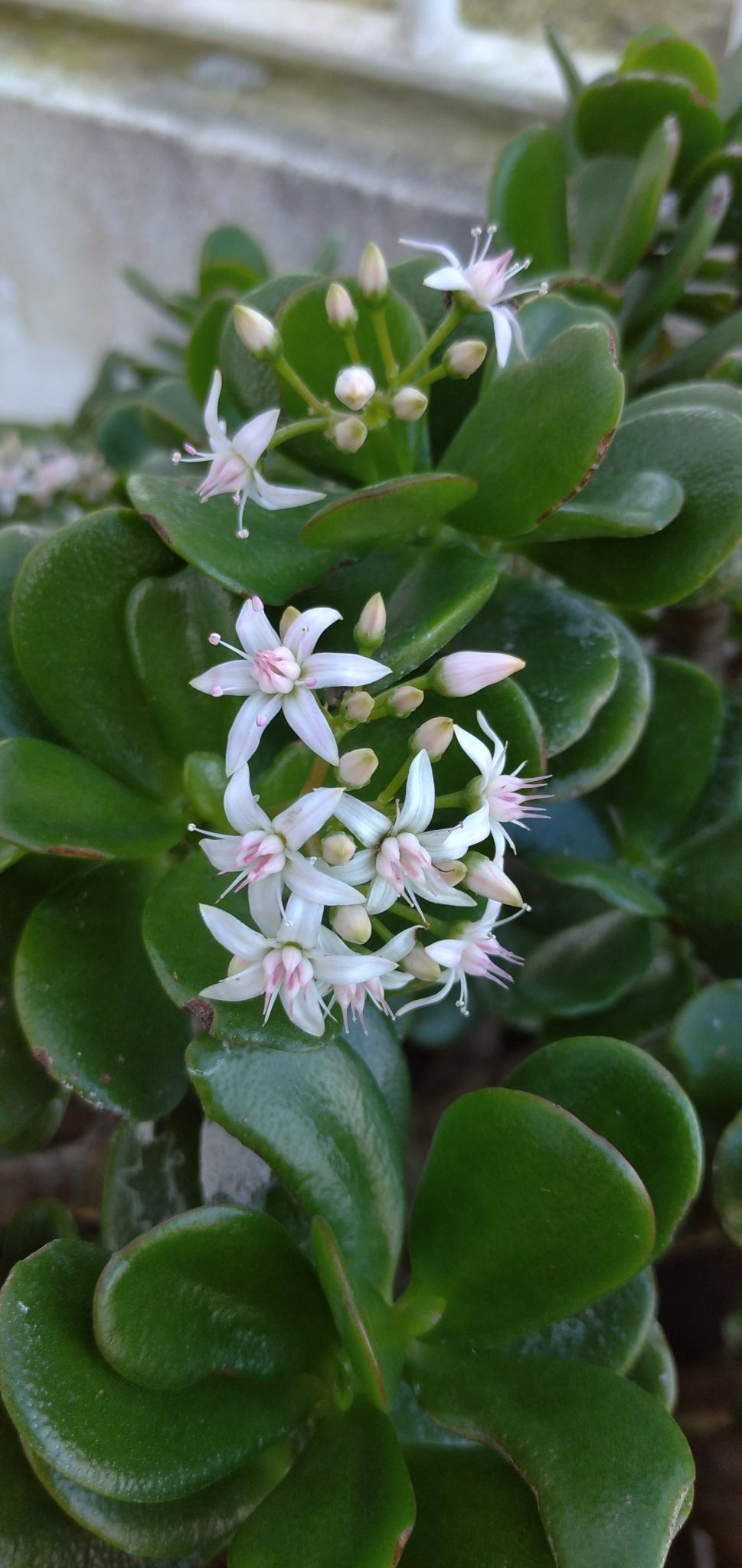 Imagem de Planta-jade