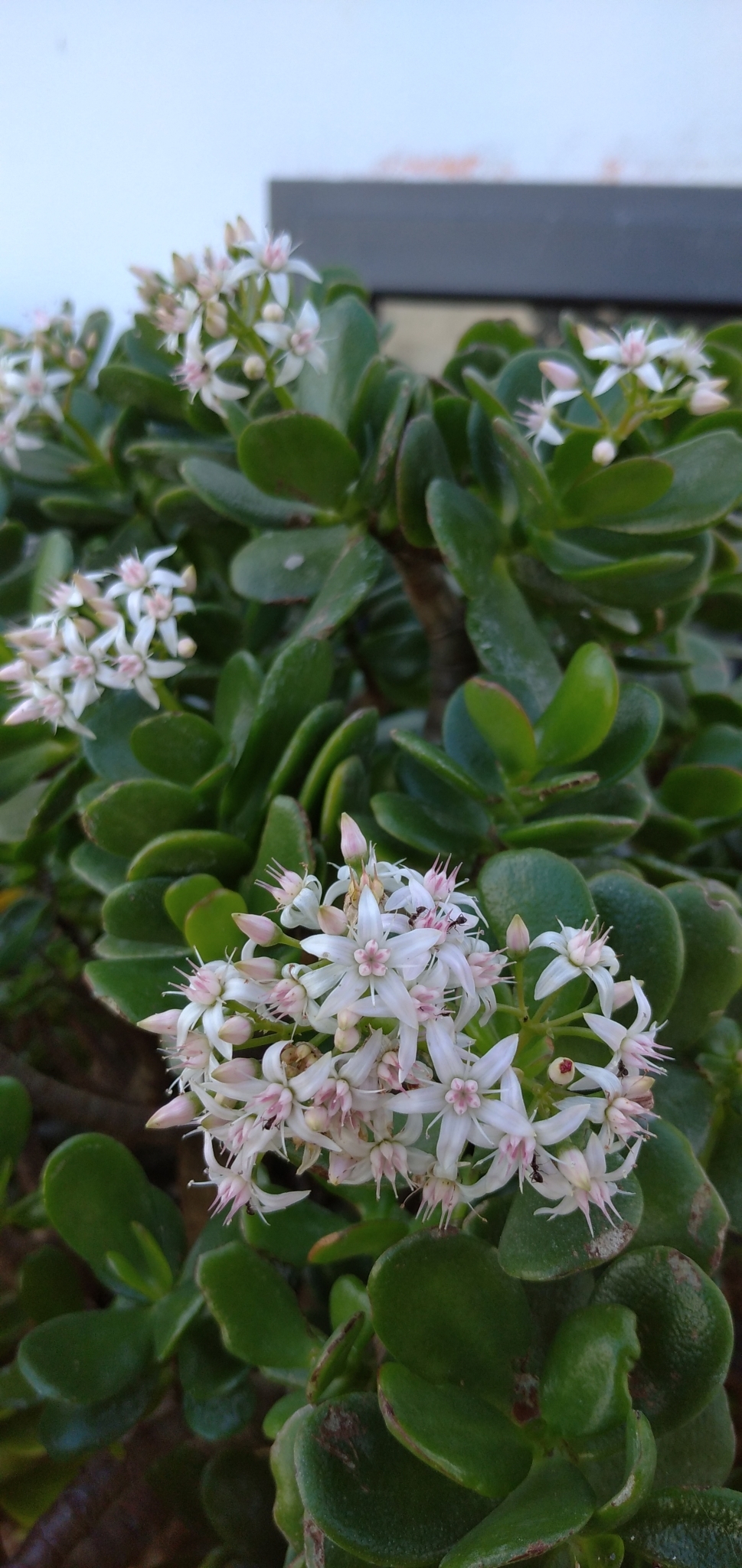 Imagem de Planta-jade