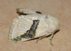 Afraltha chionostola