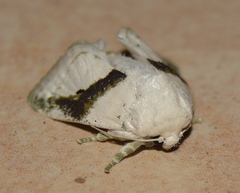 Afraltha chionostola