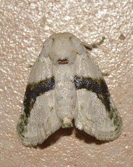 Afraltha chionostola