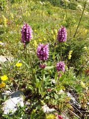 Betonica hirsuta