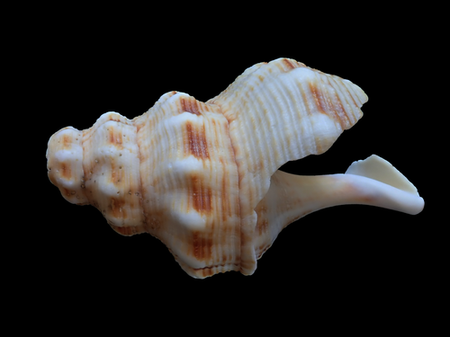 Penion maximus