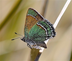 Callophrys mcfarlandi