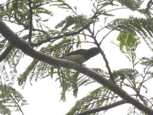 Pachycephala monacha observed 2023-09-09