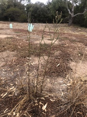 Angiospermae
