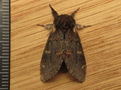 Notodonta dromedarius