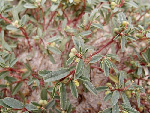 Euphorbia incerta