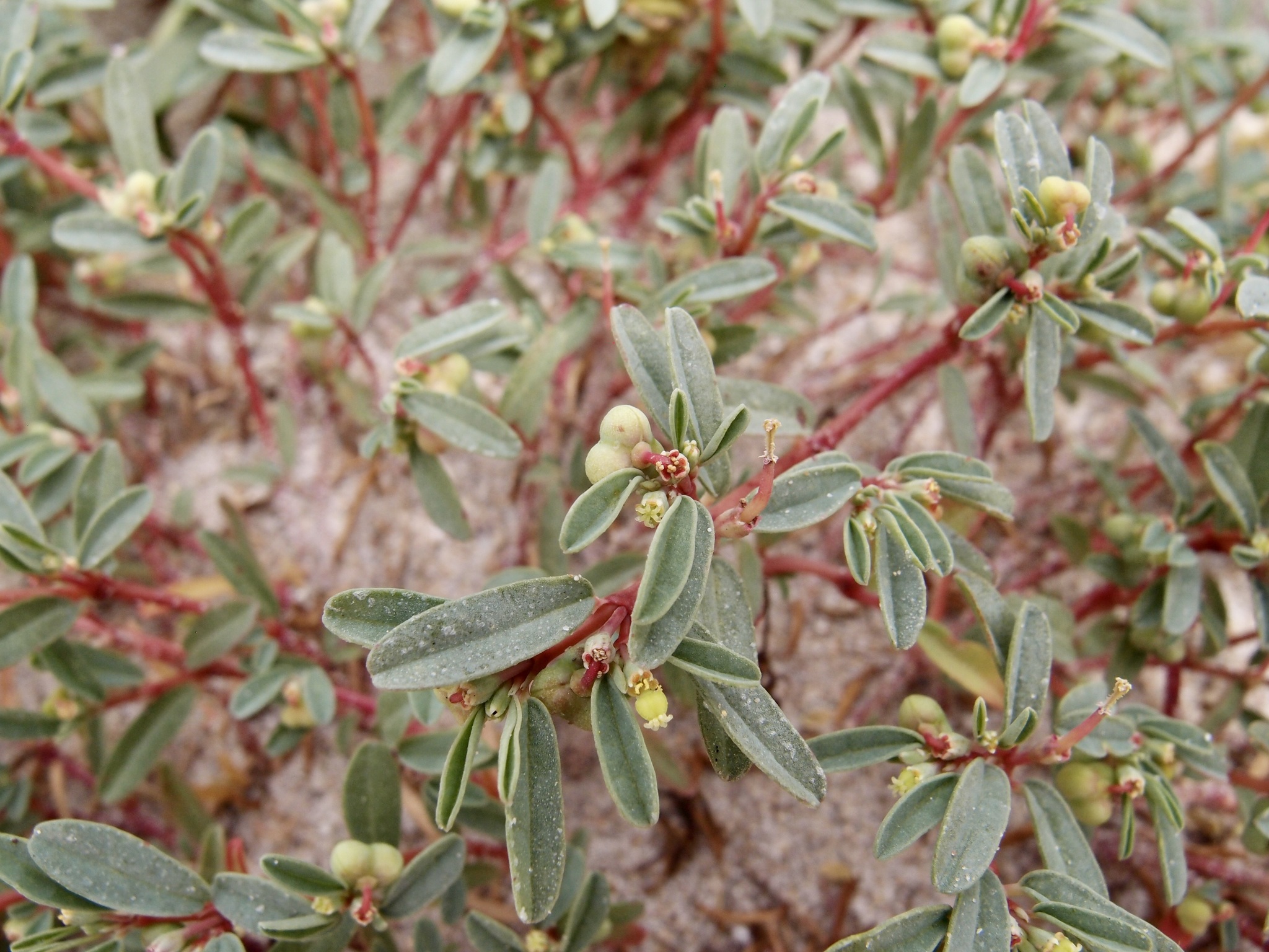 Euphorbia incerta