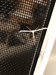 Hellinsia homodactylus