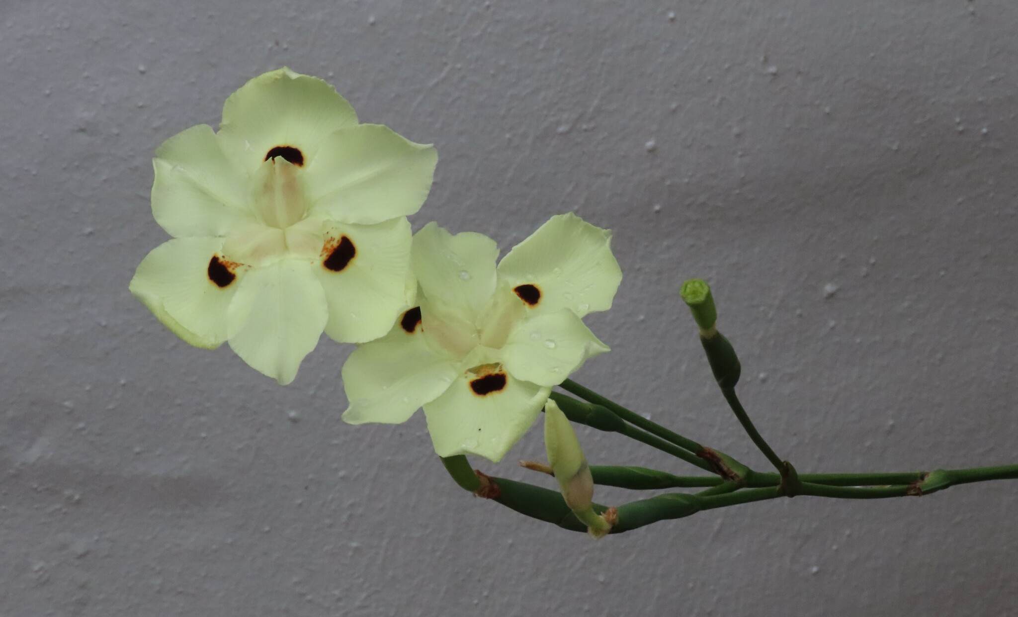 Imagem de Iris-amarelo