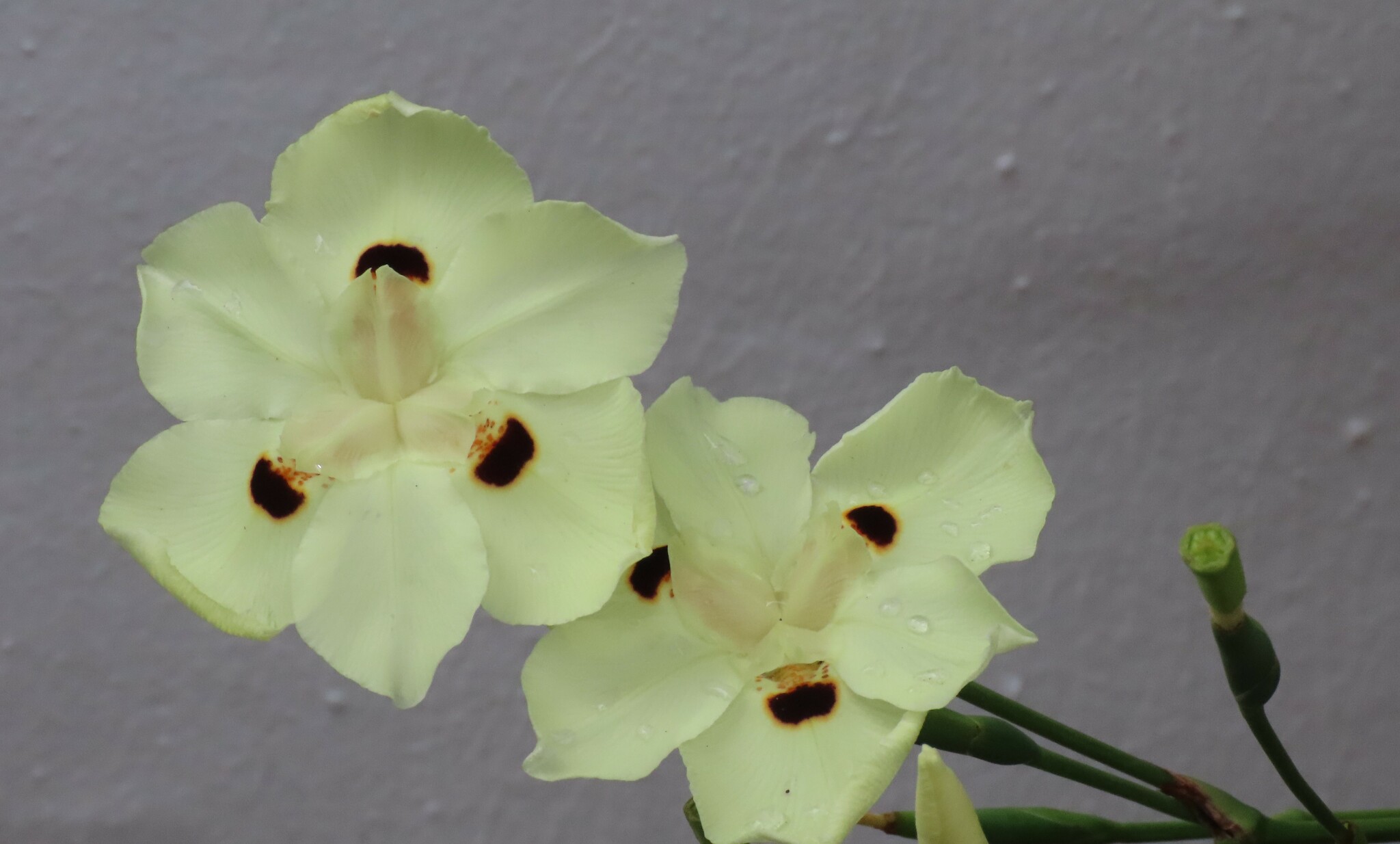 Imagem de Iris-amarelo