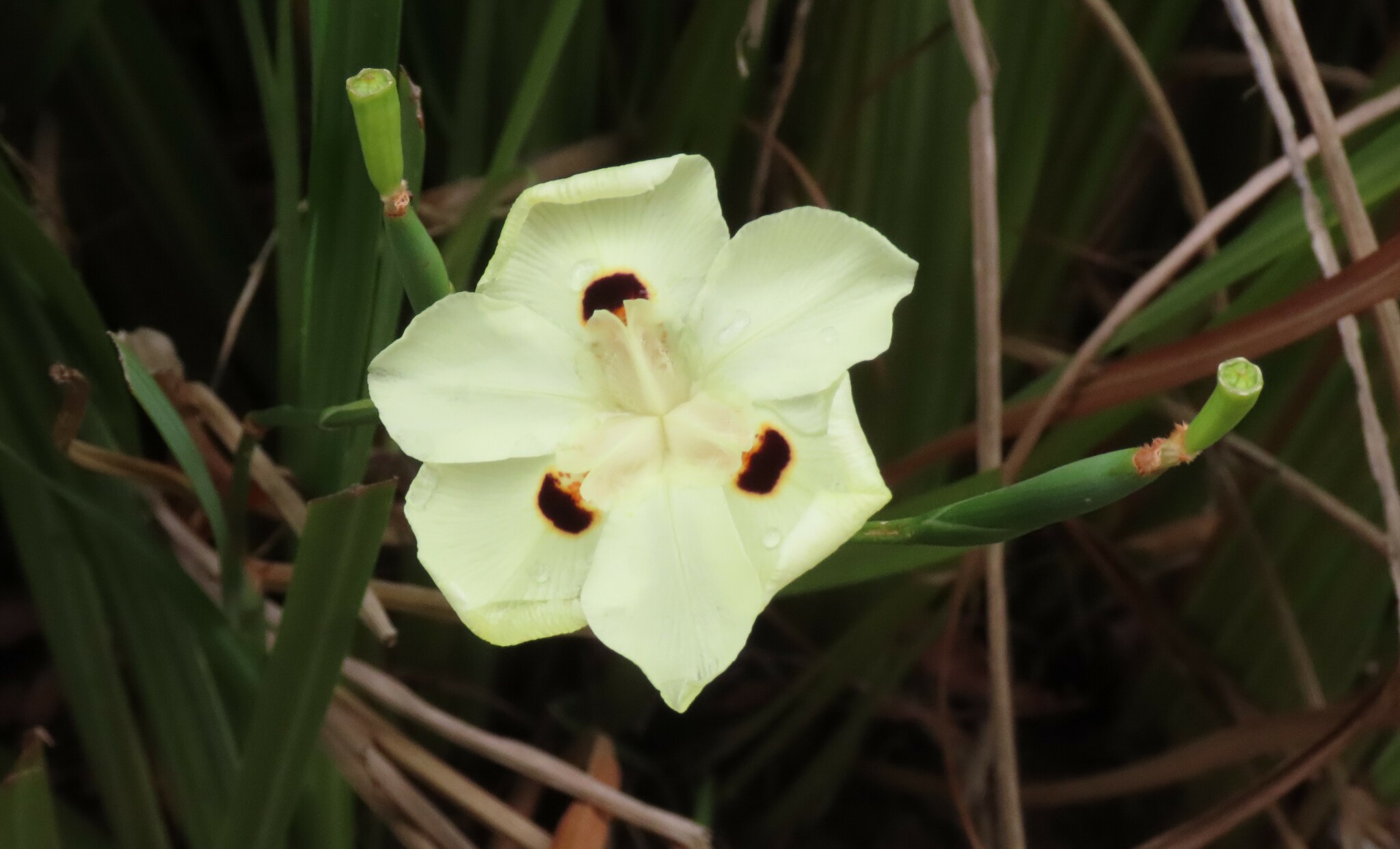 Imagem de Iris-amarelo